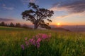 Beautiful mountain landscape with solitude tree at dawn