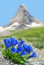Beautiful mountain Matterhorn with blooming gentian,Switzerland.