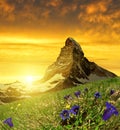 Beautiful mountain Matterhorn in the foreground blooming gentian at sunset