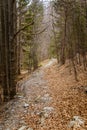 A beautiful mountain path through forest with autumn leaves. Royalty Free Stock Photo