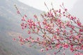 Beautiful mountain peach blossoms are blooming in the mountains in the suburbs.