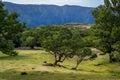 Beautiful mountain plateau with Fanal old forest, Madeira island landscapes