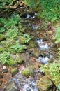 Beautiful mountain river running down a rocky bed in a forest of