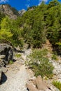 Beautiful mountain scenery of a gorge surrounded by tall cliffs and pine trees Samaria Gorge, Crete, Greece Royalty Free Stock Photo