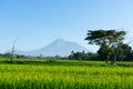 Beautiful mountain scenery in summer with the foreground of rice field and shady trees