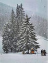 Beautiful mountain snowy scenery with big pine trees and people silhouettes. Snowing, ski resort, winter sports, cold beauty Royalty Free Stock Photo