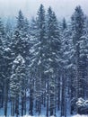 Beautiful mountain snowy scenery with big pine trees. Snowing, ski resort, winter landscape, cold mysterious beauty