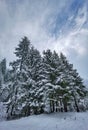 Beautiful mountain snowy scenery with big pine trees. Snowing, ski resort, winter landscape, cold mysterious beauty Royalty Free Stock Photo