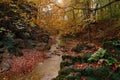 Beautiful mountain stream in autumn Royalty Free Stock Photo