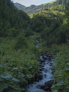 Beautiful mountain stream cascade flows between lush green fern leaves and yellow flowers, spruce tree forest and green Royalty Free Stock Photo