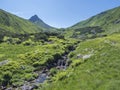 Beautiful mountain stream cascade flows between lush green fern leaves and yellow flowers, spruce tree forest and green Royalty Free Stock Photo