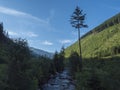 Beautiful mountain stream cascade flows between lush green fern leaves and yellow flowers, spruce tree forest and green Royalty Free Stock Photo