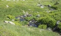 Beautiful mountain stream cascade flows between lush green grass, moss, fern leaves and yellow flowers, Western Tatras Royalty Free Stock Photo