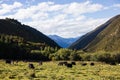 Beautiful mountain valley with grazing yaks in Yunnan