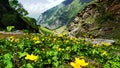 Beautiful Mountain valley of yellow flowers, background