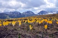 Vraca, Shar Mountain - view with colorful flowers