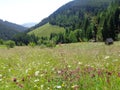 Mountain hay meadows in the Gyimes region Transylvania