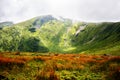 Carpathian mountains landscape in summer