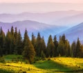 summer sunrise scenery, stunning summer dawn landscape, hills mountains covered forest on background morning valley in golden Royalty Free Stock Photo
