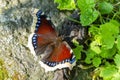 Mourning Cloak on ground