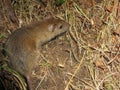 Beautiful mouse in the countryside looking for food Royalty Free Stock Photo