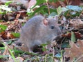 Beautiful mouse in the countryside looking for food