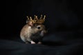 Beautiful Mouse In Gold Crown On Matte Black Background. Generative AI Royalty Free Stock Photo