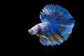 Beautiful movement of blue Betta fish, Rhythmic close up of Siamese fighting fish, Betta splendens, Halfmoon betta of Thailand, is Royalty Free Stock Photo