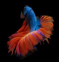 Beautiful movement of Blue red  Betta fish, Rhythmic close up of Siamese fighting fish, Betta splendens, Halfmoon betta of Royalty Free Stock Photo