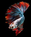 Beautiful movement of Blue red  Betta fish, Rhythmic close up of Siamese fighting fish, Betta splendens, Halfmoon betta of Royalty Free Stock Photo