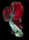 Beautiful movement of Blue red  Betta fish, Rhythmic close up of Siamese fighting fish, Betta splendens, Halfmoon betta of Royalty Free Stock Photo