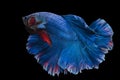 Beautiful movement of blue red Betta fish, Rhythmic close up of Siamese fighting fish, Betta splendens, Halfmoon betta of Thailand Royalty Free Stock Photo