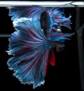 Beautiful movement of Blue red Betta fish, Rhythmic close up of Siamese fighting fish tail, Betta splendens, Halfmoon betta of Royalty Free Stock Photo