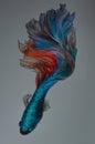 Beautiful movement of blue red Betta fish, Siamese fighting fish, Betta splendens of Thailand on vintage background