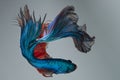 Beautiful movement of blue red Betta fish, Siamese fighting fish, Betta splendens of Thailand on vintage background