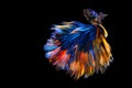 Beautiful movement of Blue yellow Betta fish, Rhythmic close up of Siamese fighting fish, Betta splendens, Halfmoon betta of Thail Royalty Free Stock Photo