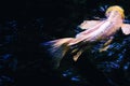 beautiful movement long tail of Koi fish or Fancy carp fish swimming in the pond Royalty Free Stock Photo