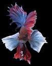 Beautiful movement of red blue Betta fish, Rhythmic close up of Siamese fighting fish, Betta splendens, Halfmoon betta of Thailand Royalty Free Stock Photo