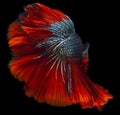 Beautiful movement of red blue Betta fish, Siamese fighting fish tail, Betta splendens of Thailand, isolated on black background Royalty Free Stock Photo