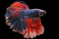 Beautiful movement of red blue Siamese fighting fish, betta splendens Halfmoon betta , isolated on black background Royalty Free Stock Photo