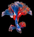 Beautiful movement of red blue Siamese fighting fish, betta splendens Halfmoon betta , isolated on black background Royalty Free Stock Photo