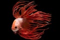 Beautiful movement of red crowntail betta fish, Siamese fighting fish, Betta splendens isolated on black background. Studio shot Royalty Free Stock Photo