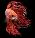 Beautiful movement of red crowntail betta fish, Siamese fighting fish, Betta splendens isolated on black background. Studio shot Royalty Free Stock Photo