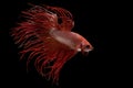 Beautiful movement of red crowntail betta fish, Siamese fighting fish, Betta splendens isolated on black background. Studio shot Royalty Free Stock Photo