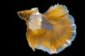 Beautiful movement of yellow  Betta fish, Siamese fighting fish, Betta splendens of Thailand, isolated on black background Royalty Free Stock Photo