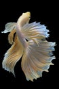 Beautiful movement of yellow Betta fish, Siamese fighting fish, Betta splendens of Thailand isolated on black background