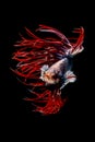 Beautiful moving moment of colorful crown tail. Betta Splendens or Siamese Fighting Fish isolated on black background. Very Royalty Free Stock Photo