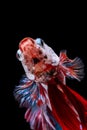 Beautiful moving moment of colorful Half Moon. Betta Splendens or Siamese Fighting Fish isolated on black background. Royalty Free Stock Photo