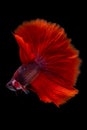 Beautiful moving moment of red blue Half Moon. Betta Splendens or Siamese Fighting Fish isolated on black background. Royalty Free Stock Photo