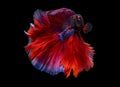 Beautiful moving moment of red blue Half Moon. Betta Splendens or Siamese Fighting Fish isolated on black background. Royalty Free Stock Photo